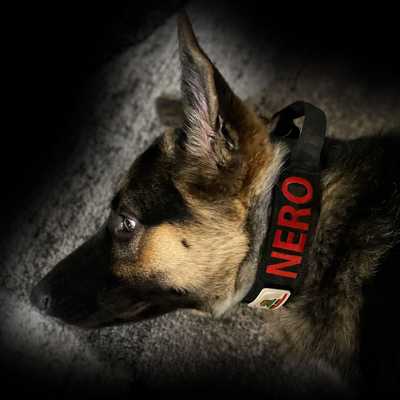 About Nero the Shepherd