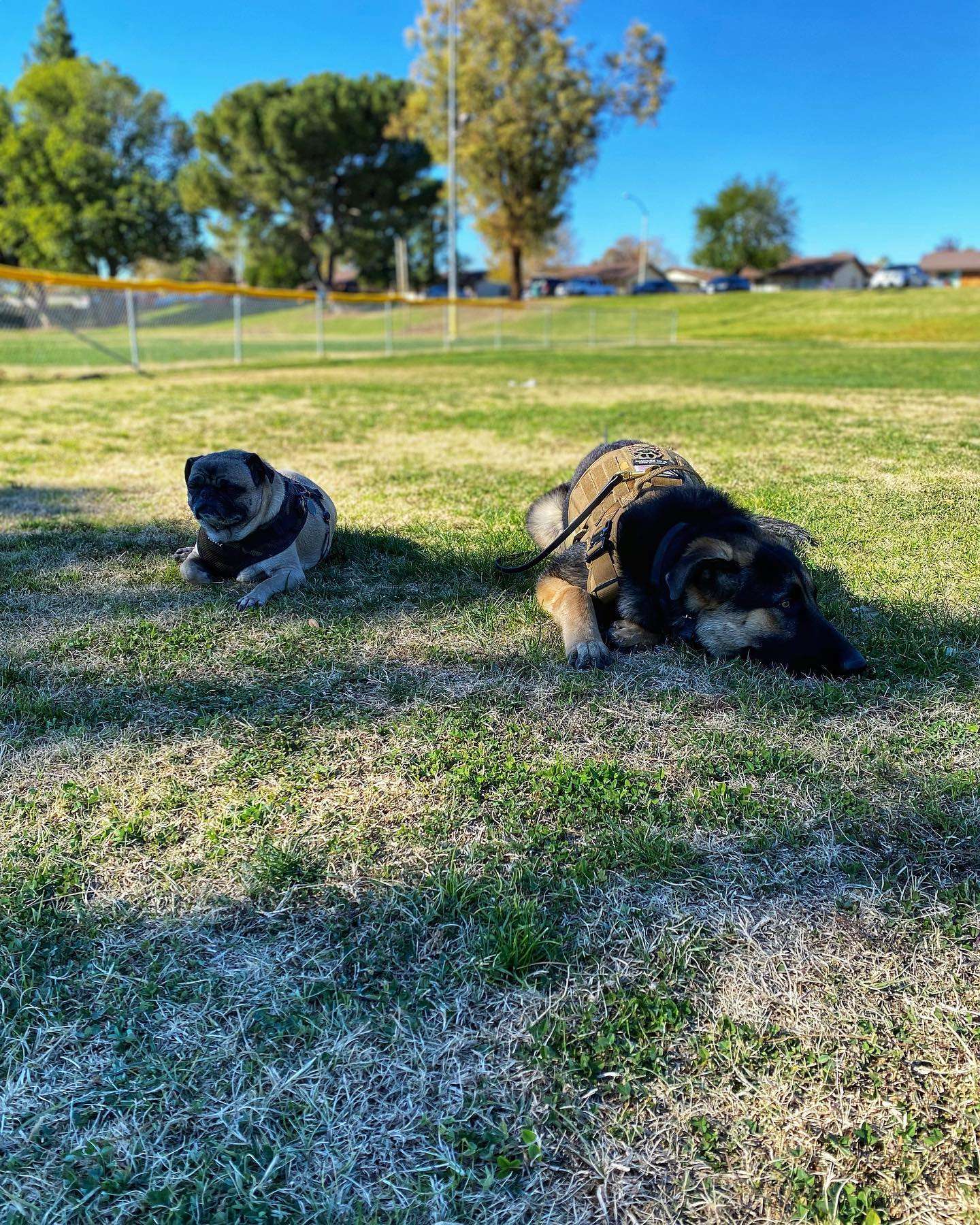 Getting some training done at the park.

